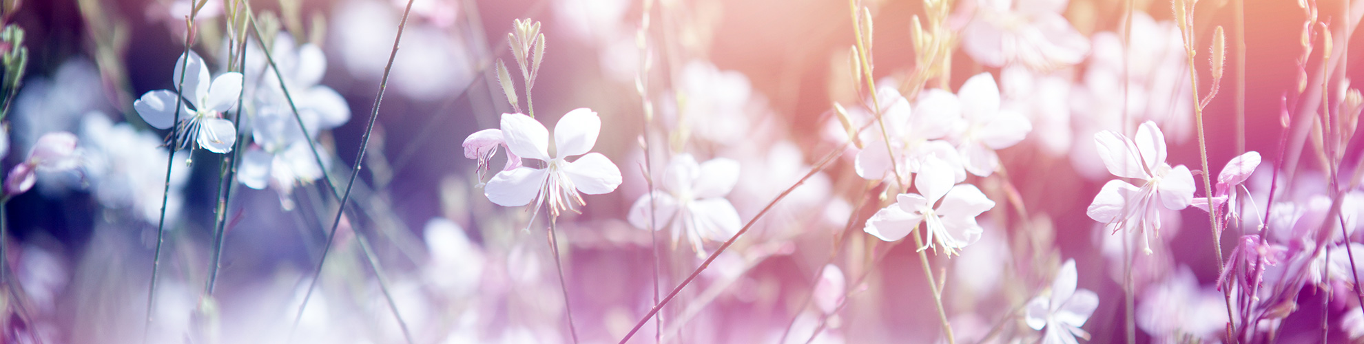 Flowers header